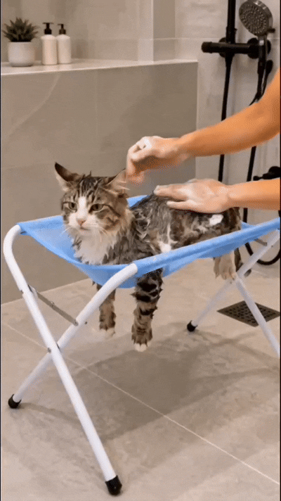 A tabby cat being washed while supported on the blue Purrenza Grooming Stand