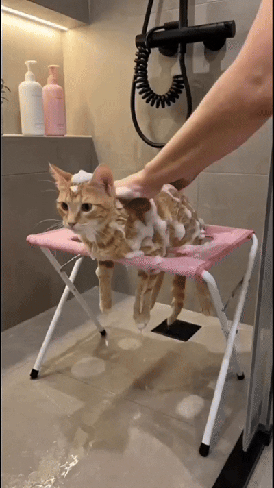 An orange tabby cat being lathered with soap on the pink Purrenza Grooming Stand